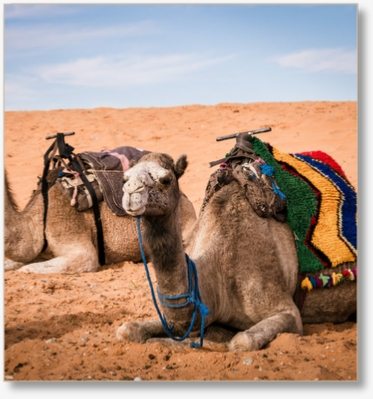 Guided Camel Trek in Merzouga - 2 Nights Desert Camp with Dinner